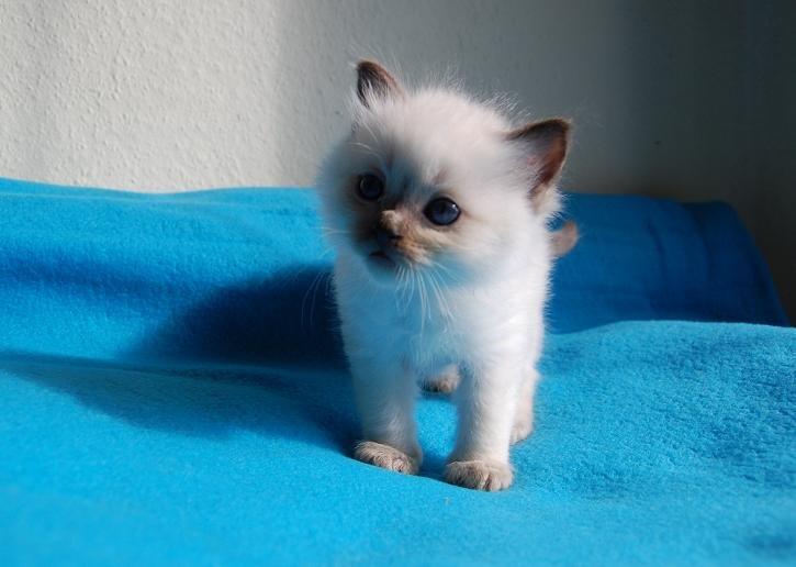 Ragdoll Kashmir - Lille baby Kashmir <3 billede 20