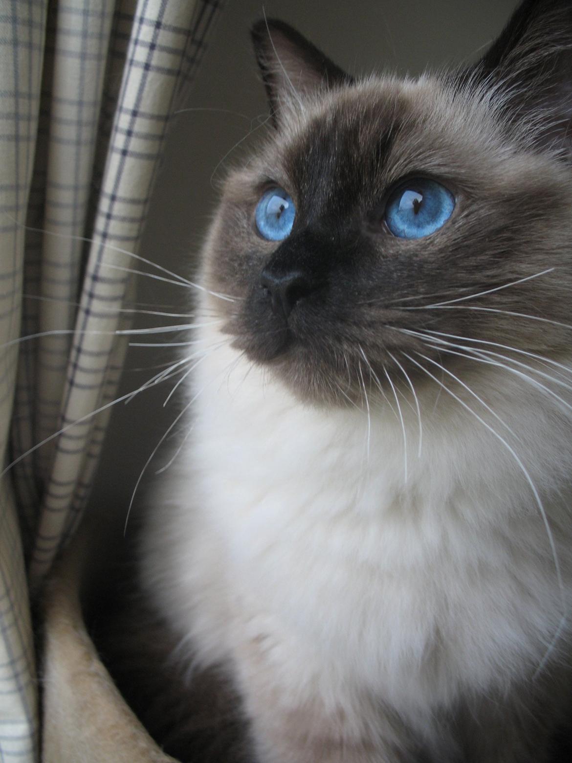 Ragdoll Kashmir - Er der noget spændende udenfor? :) billede 7