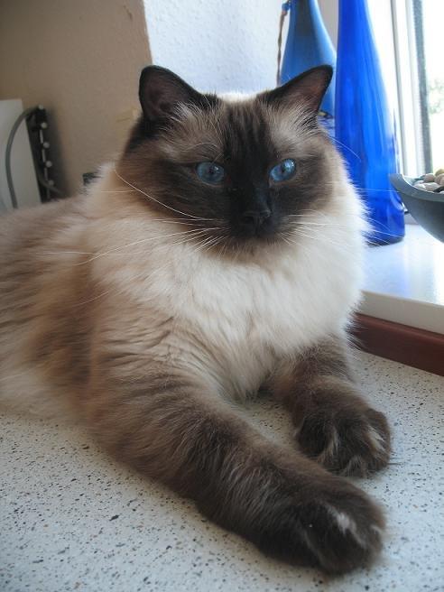 Ragdoll Kashmir - Efterhånden en stor kat :) billede 4