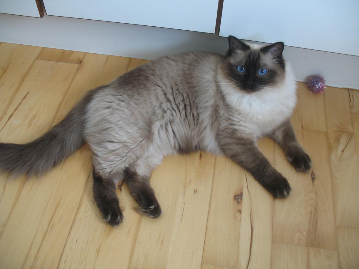 Ragdoll Kashmir - I fuld figur! billede 5