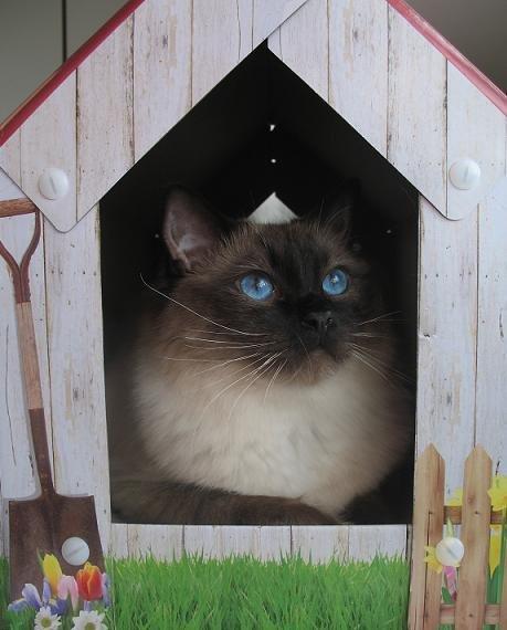 Ragdoll Kashmir - Kashmir i sit nye hus! billede 6