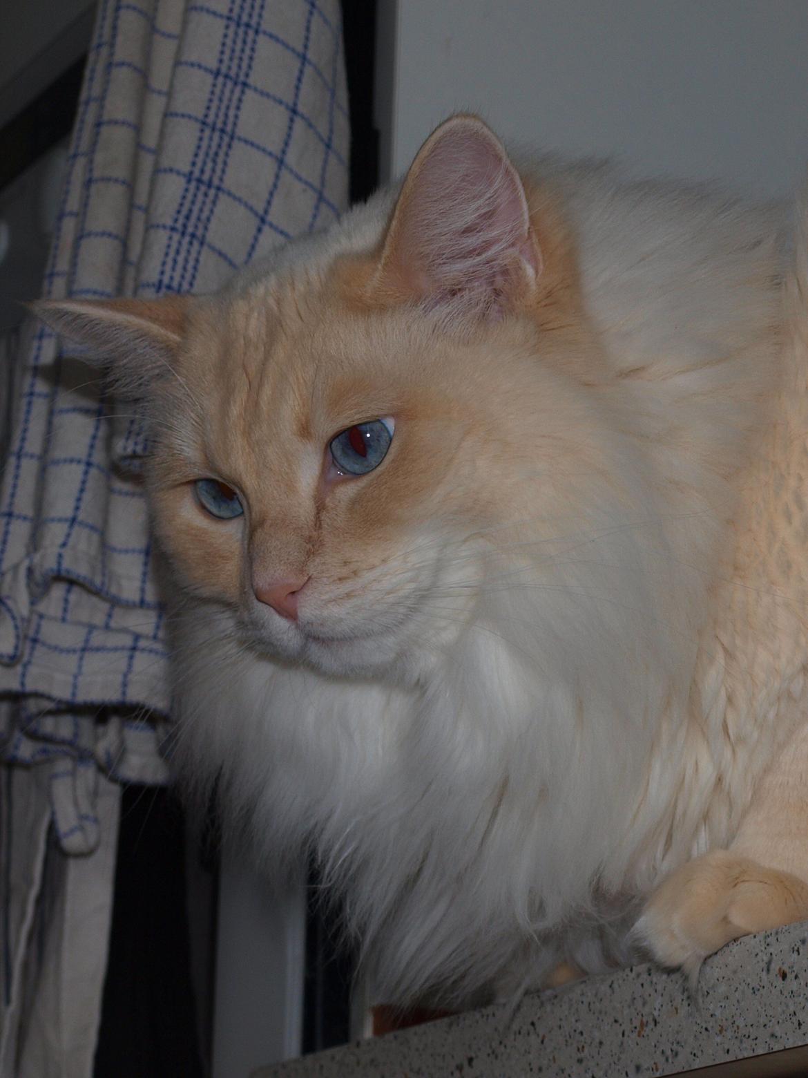 Ragdoll Kaizer billede 1
