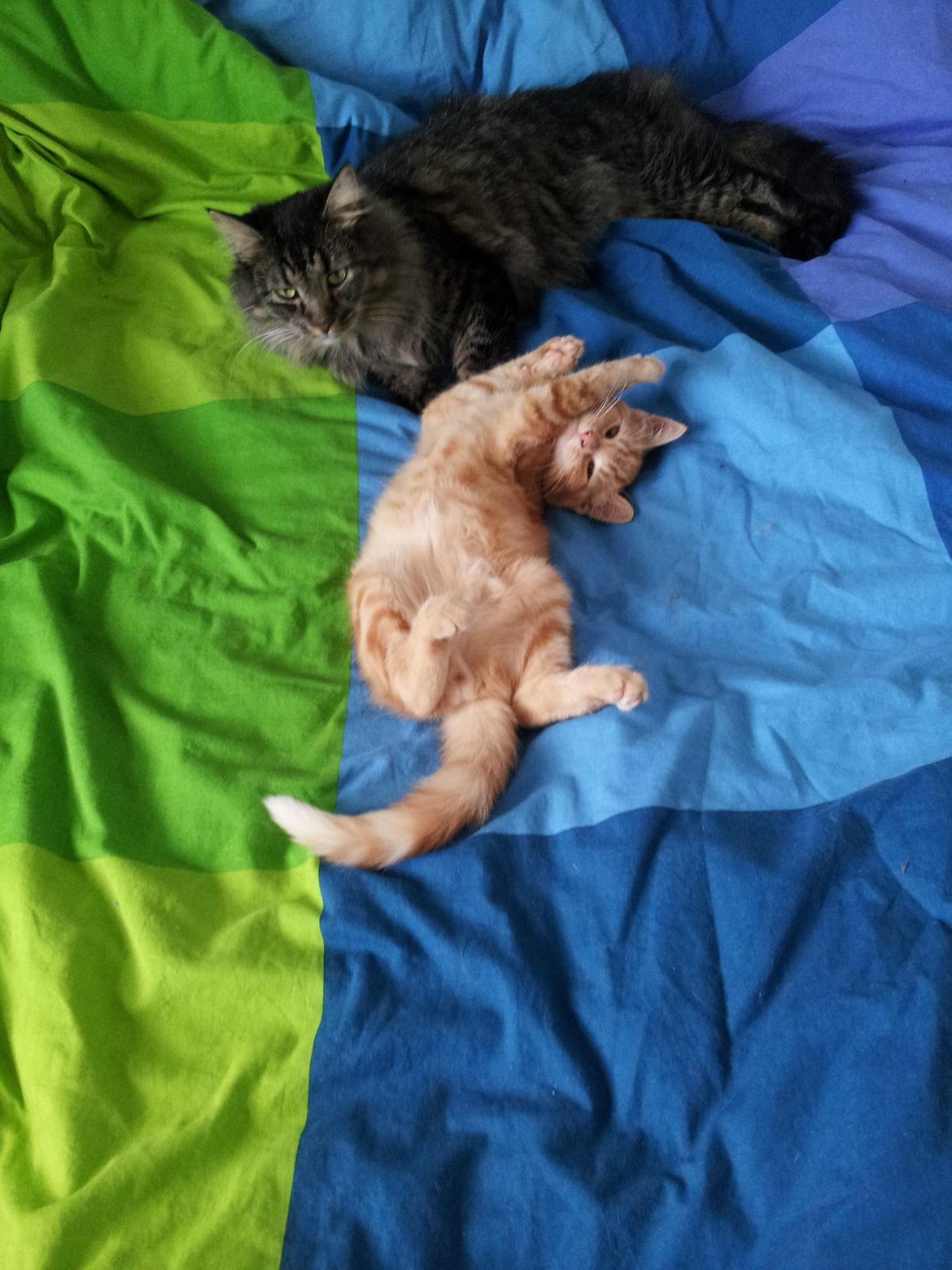 Blanding af racer Bourbon billede 3