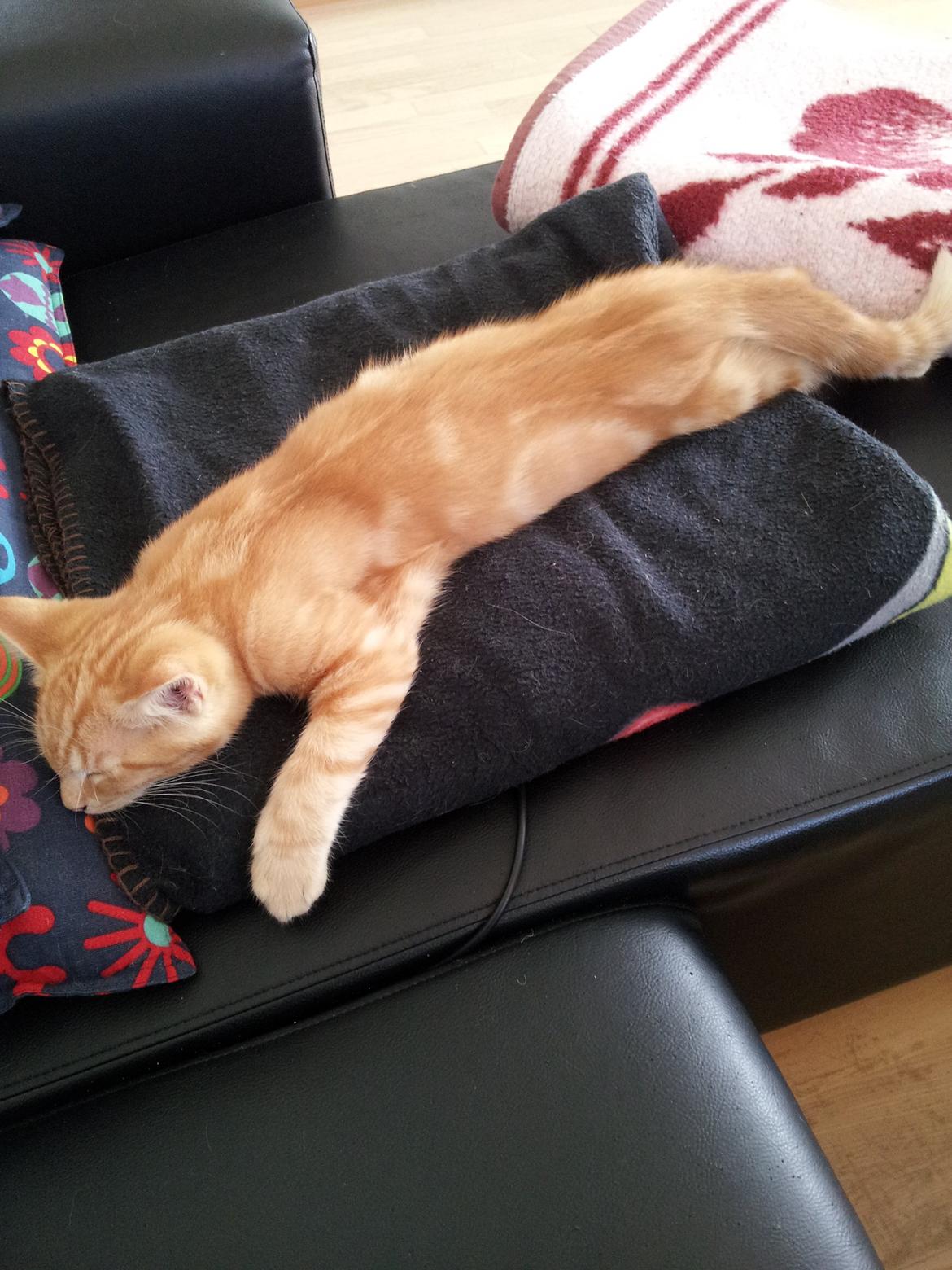 Blanding af racer Bourbon billede 4