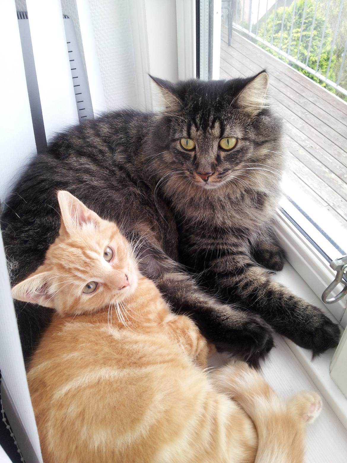 Blanding af racer Bourbon billede 5