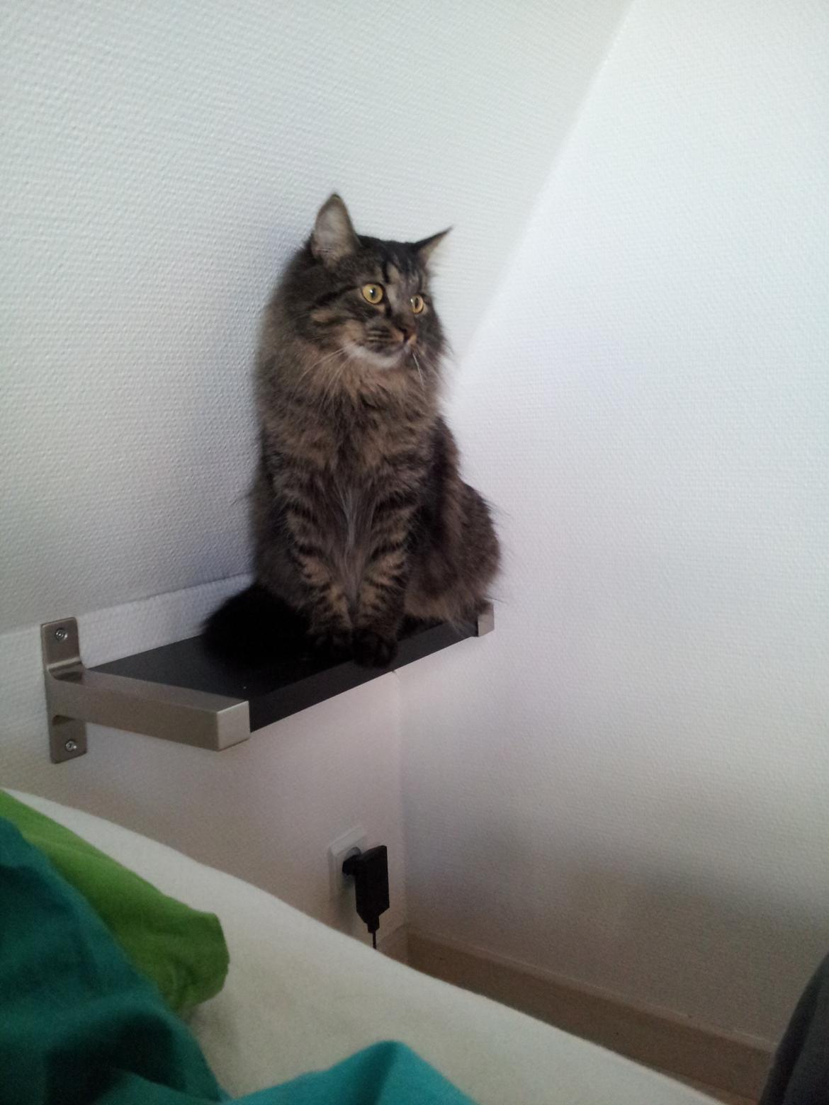 Blanding af racer Cuba billede 10