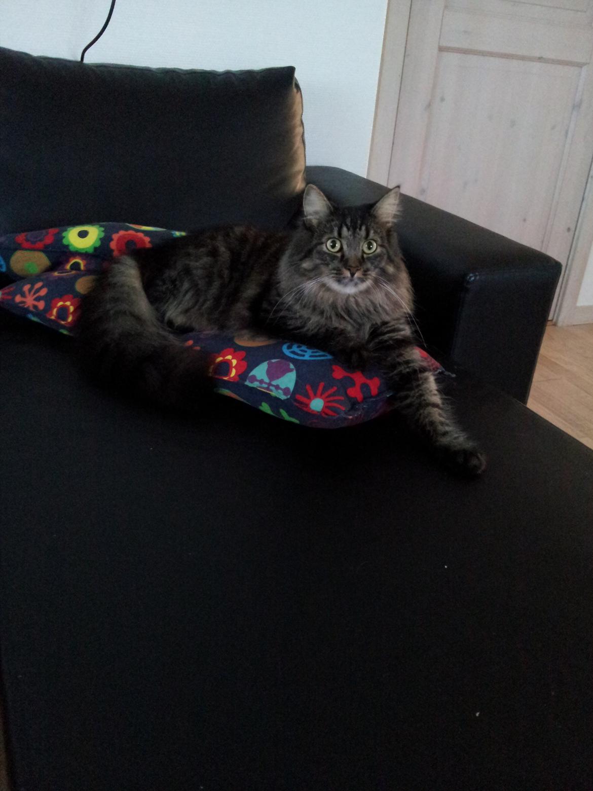 Blanding af racer Cuba billede 11