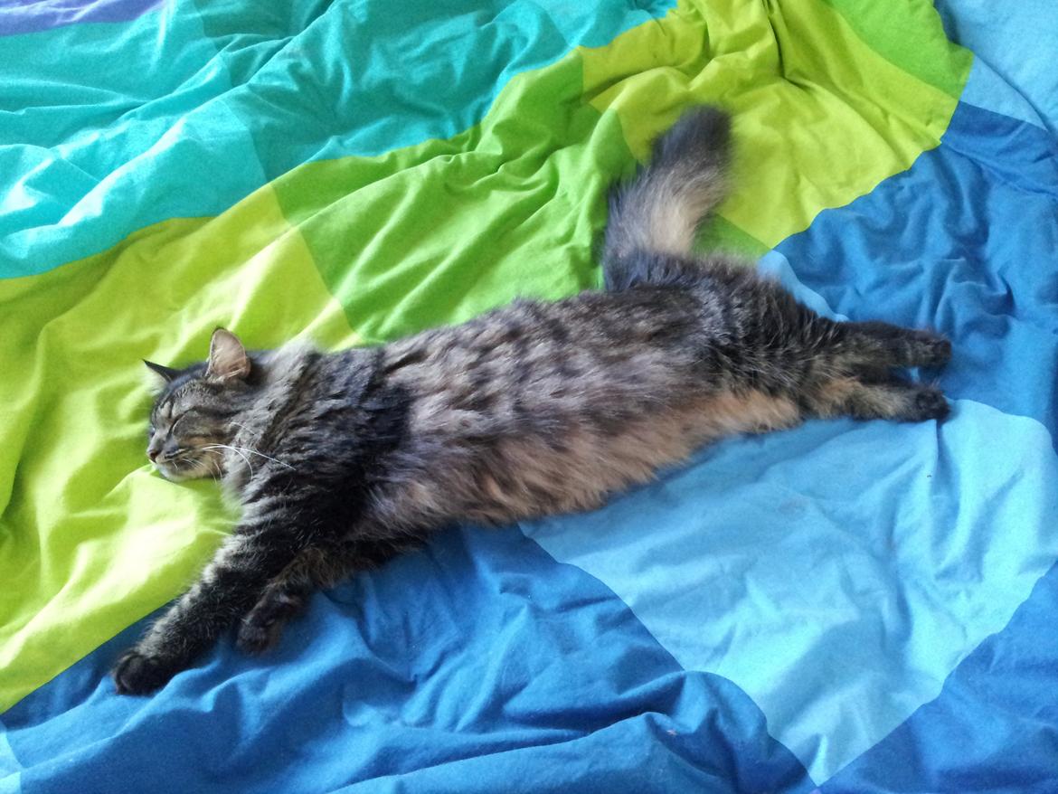 Blanding af racer Cuba billede 12