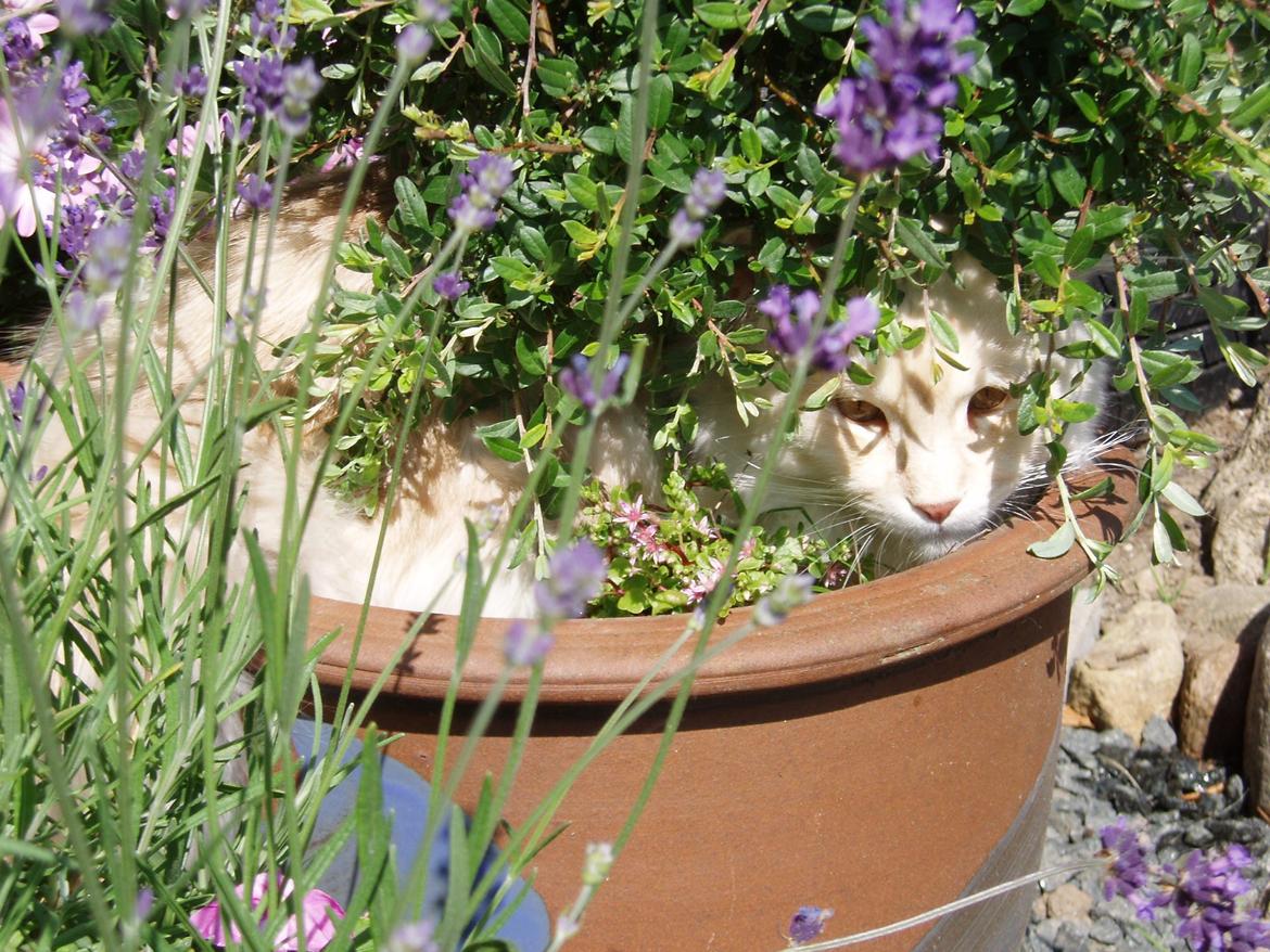 Maine Coon Struves Manuel, over regnbuen billede 14