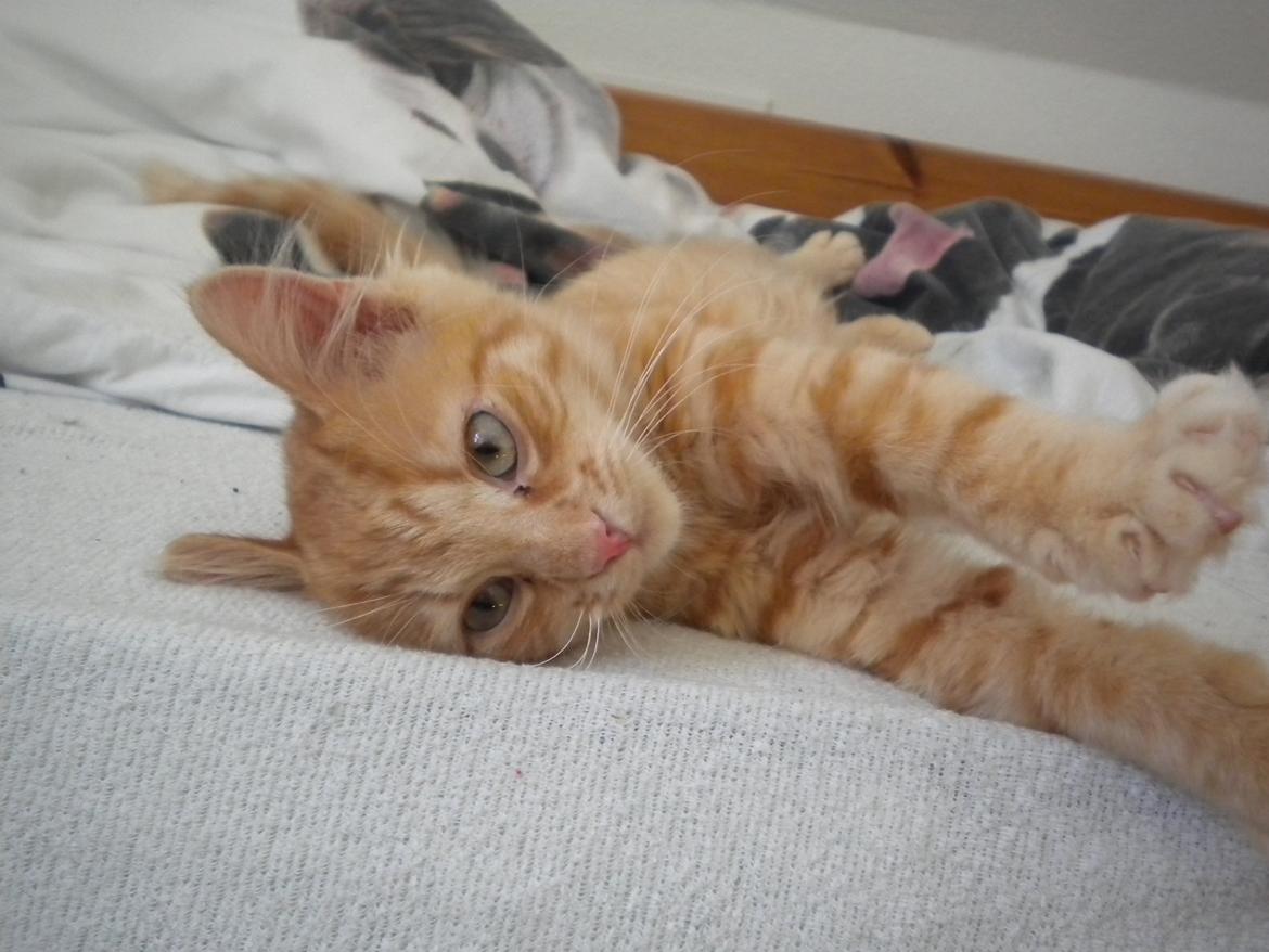 Blanding af racer Tabitha billede 1