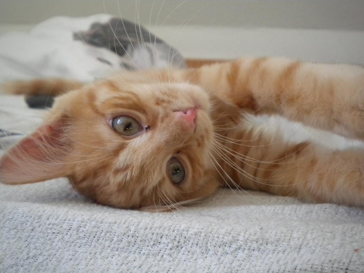 Blanding af racer Tabitha billede 2