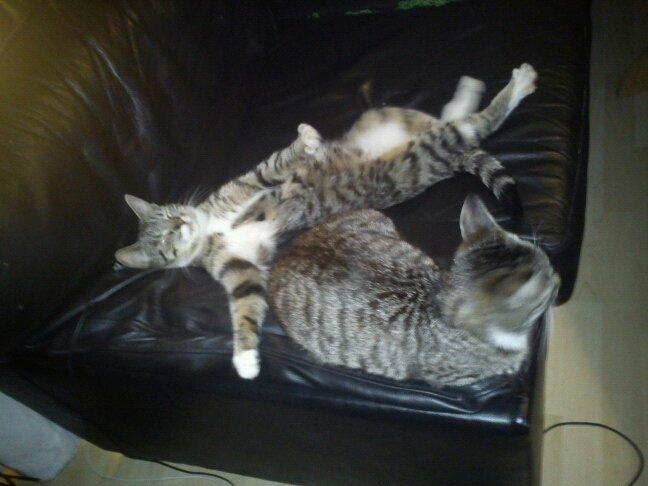 Huskat han katten Nanna billede 3