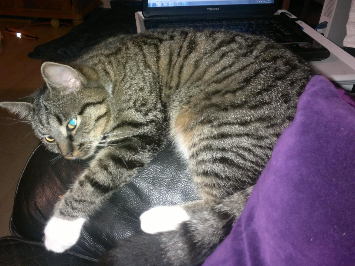 Huskat han katten Nanna billede 5