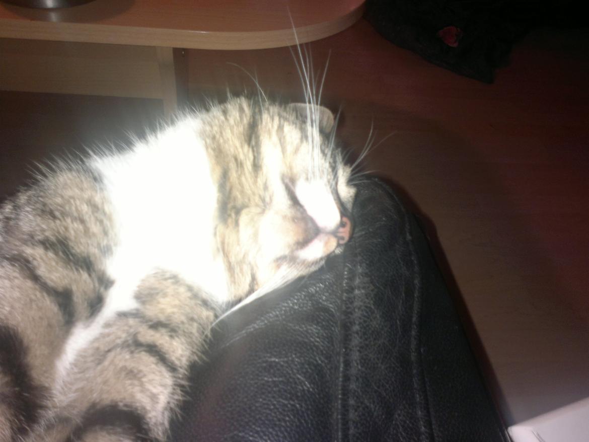 Huskat han katten Nanna billede 6