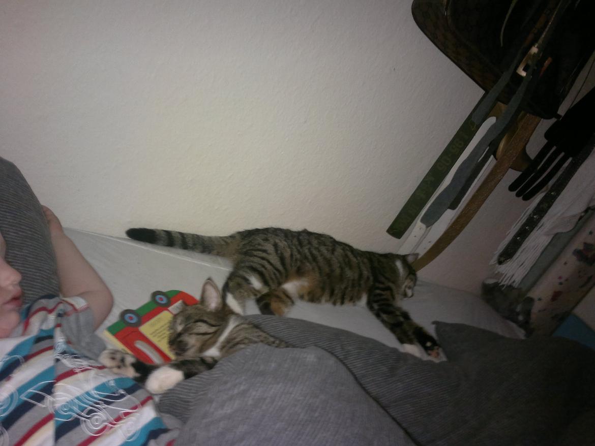 Huskat han katten Nanna billede 7