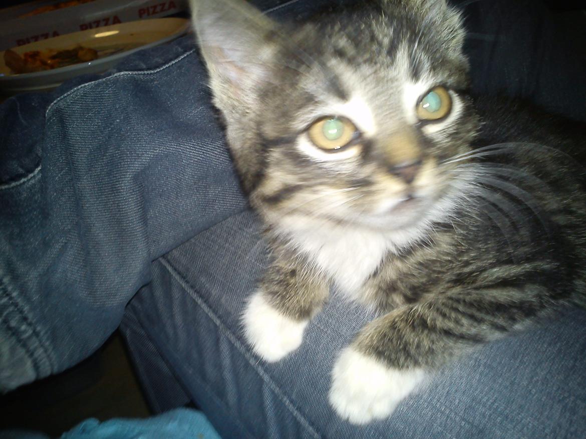 Huskat han katten Nanna billede 8