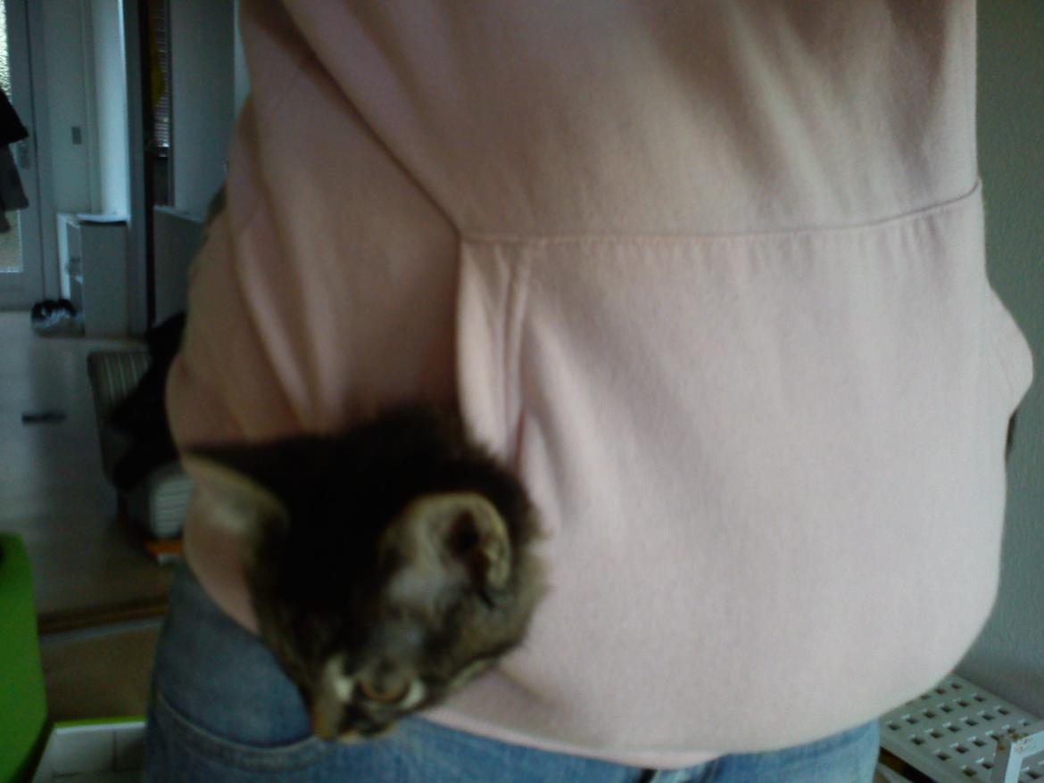 Huskat han katten Nanna billede 10