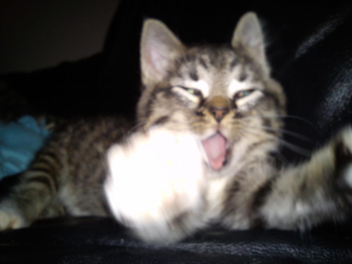 Huskat han katten Nanna billede 11