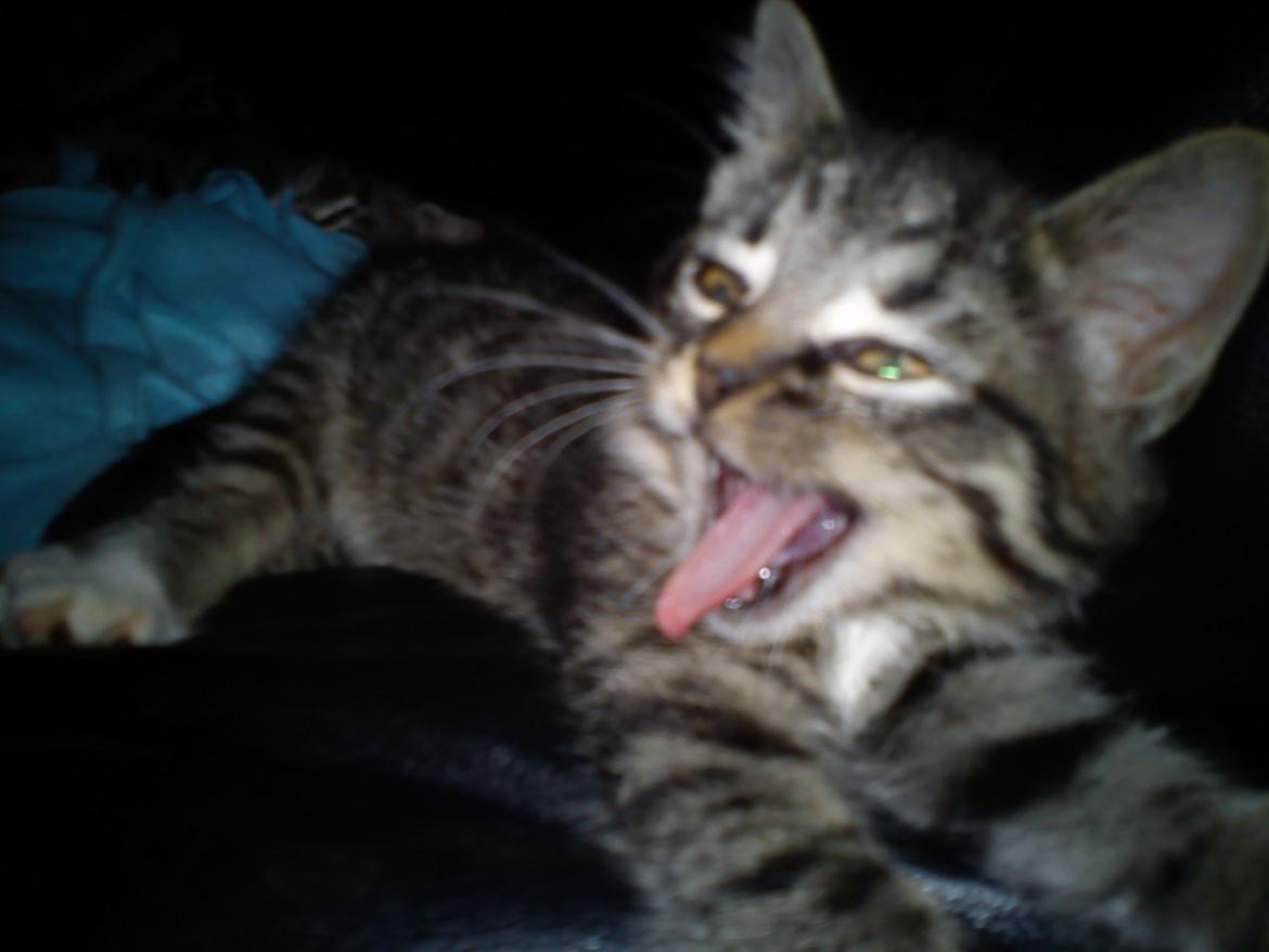 Huskat Diva billede 7
