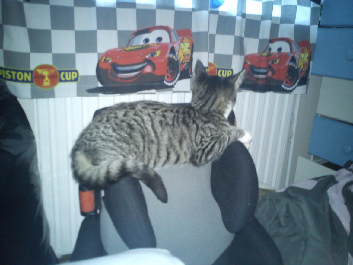 Huskat Diva billede 14