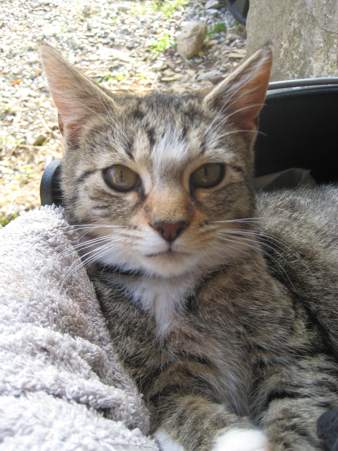 Huskat Han misse billede 1