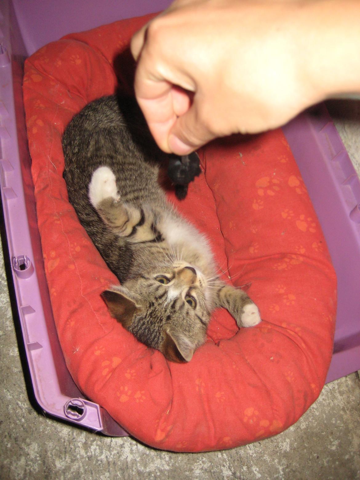 Huskat Han misse billede 2