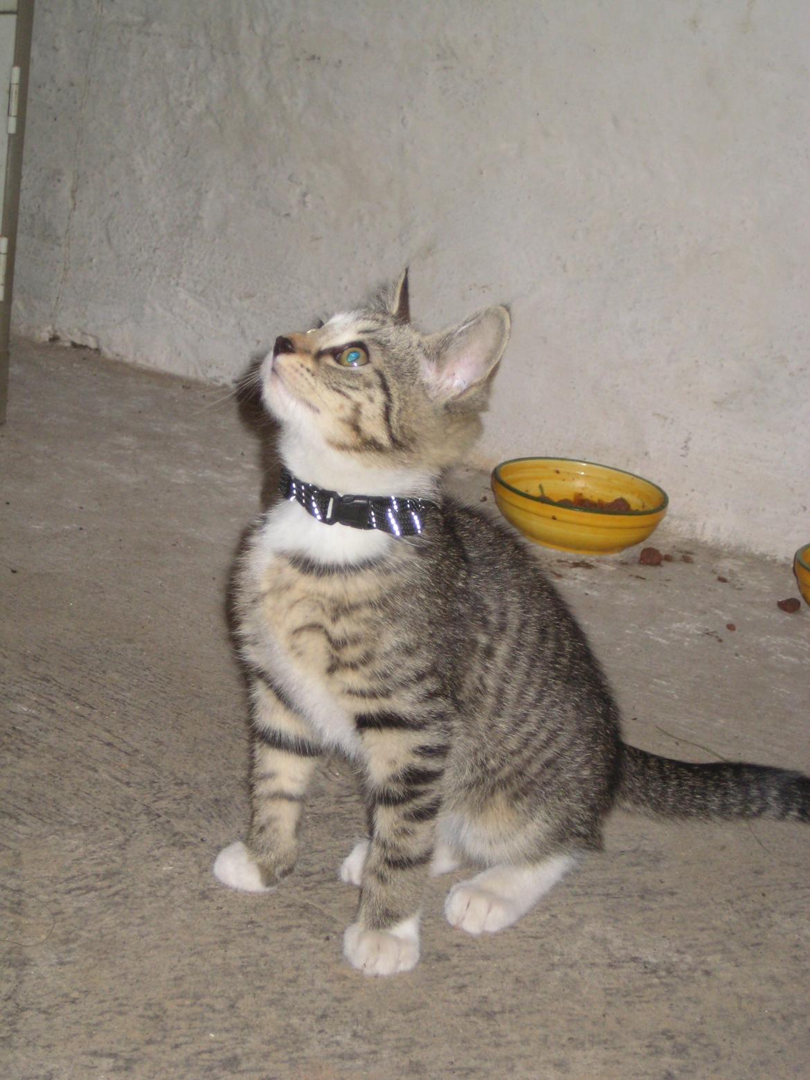 Huskat Han misse billede 3