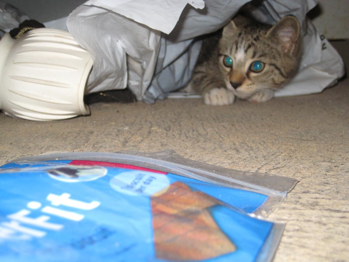 Huskat Han misse billede 4