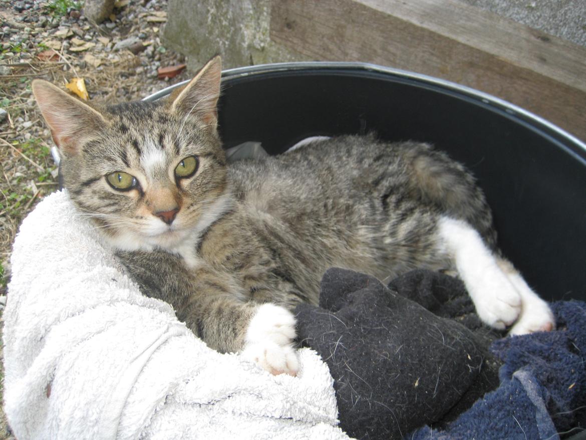 Huskat Han misse billede 5