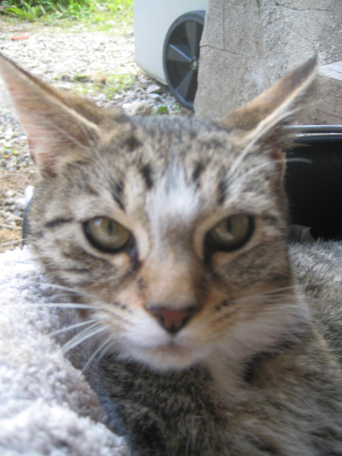 Huskat Han misse billede 6