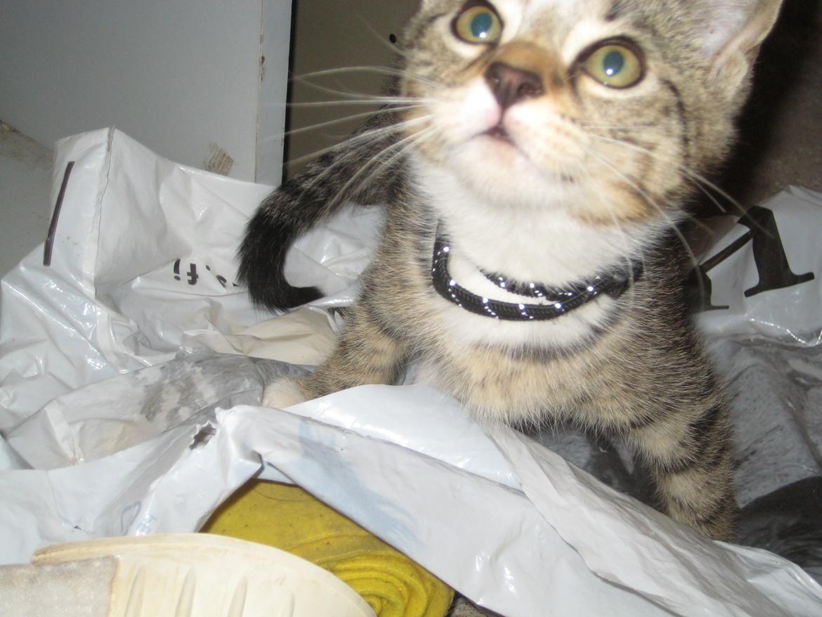 Huskat Han misse billede 8