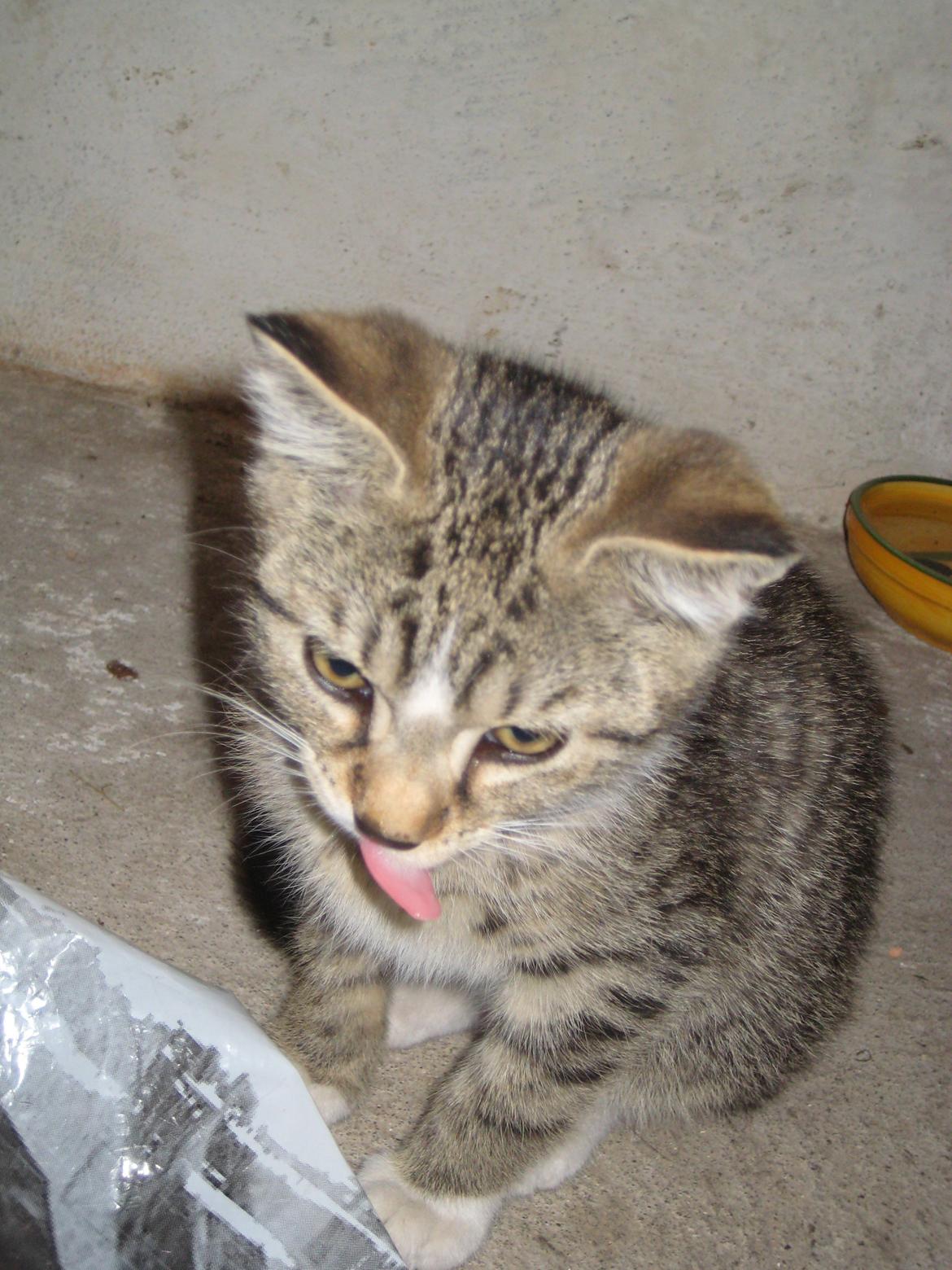 Huskat Han misse billede 9