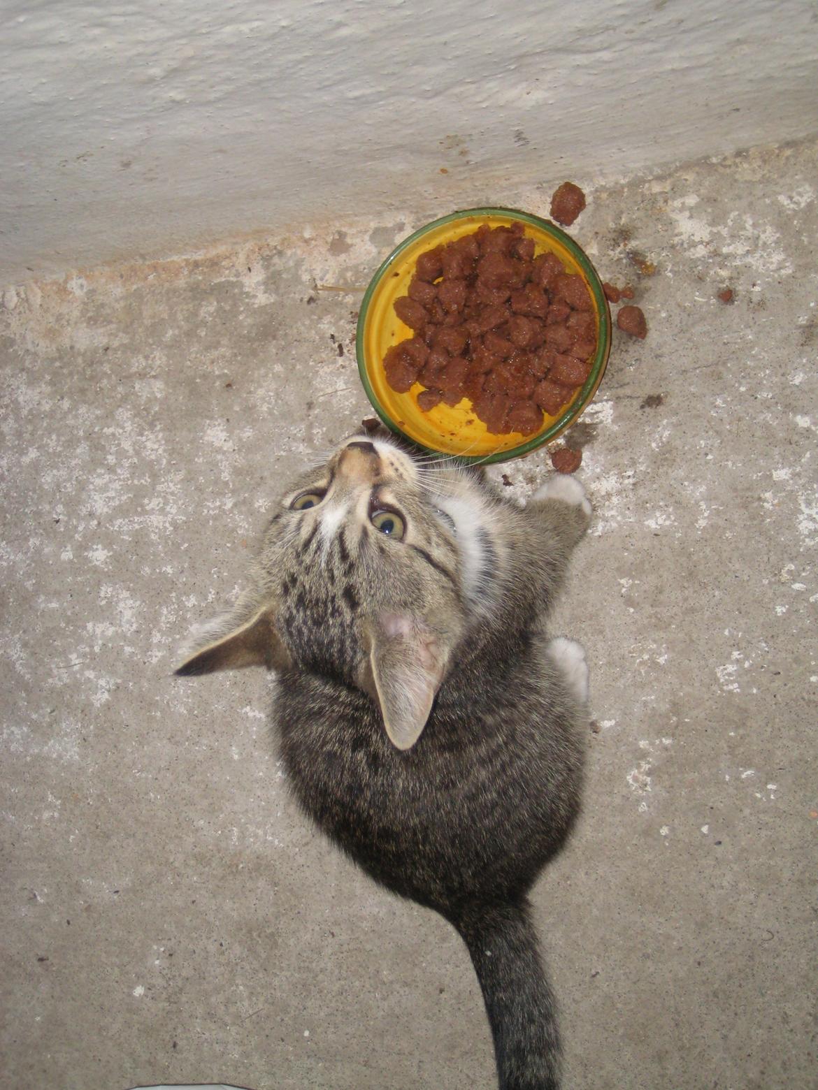 Huskat Han misse billede 10