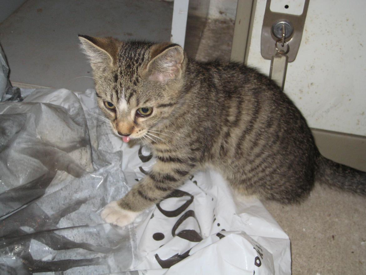 Huskat Han misse billede 11