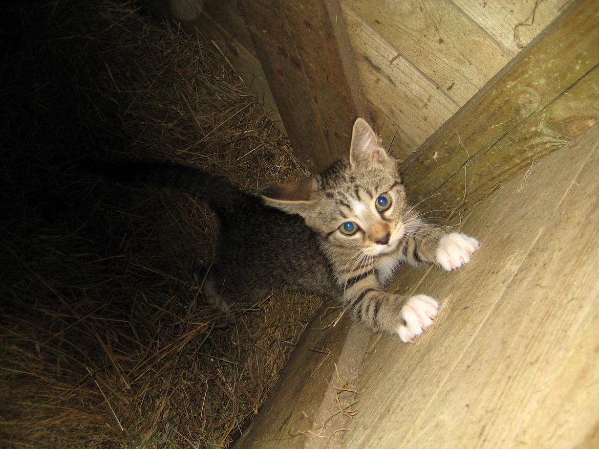 Huskat Han misse billede 12