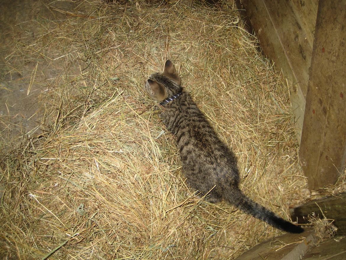 Huskat Han misse billede 13