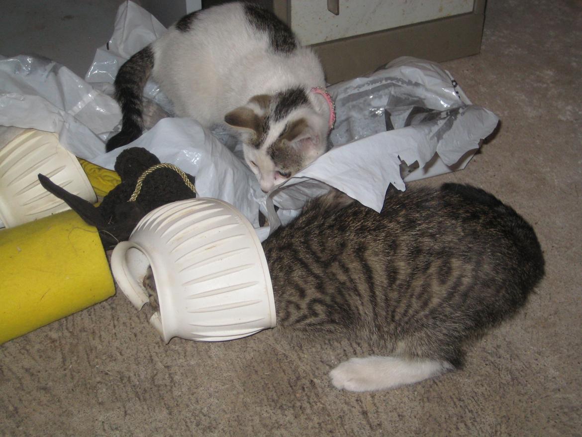 Huskat Han misse billede 14