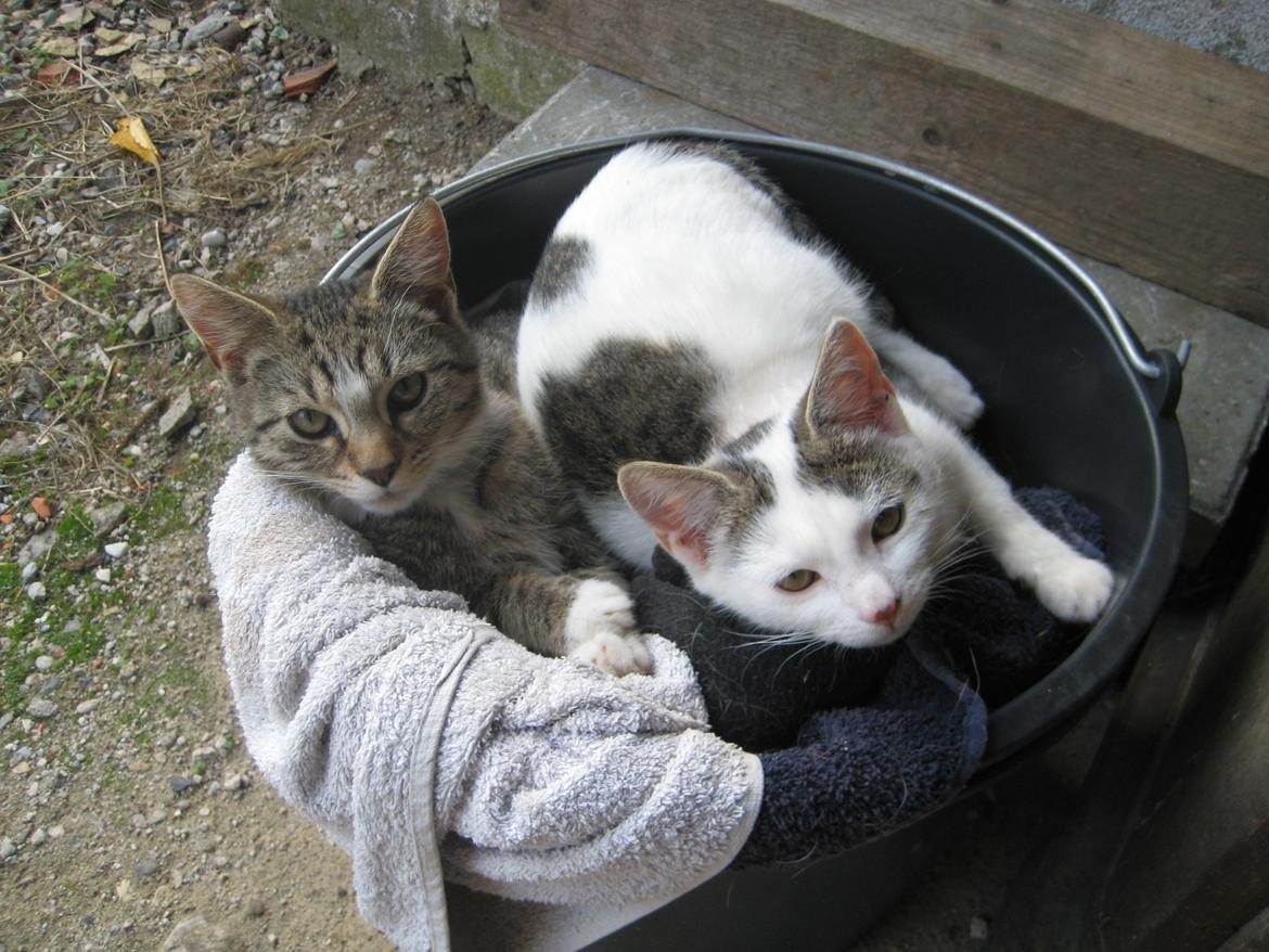 Huskat Han misse billede 15