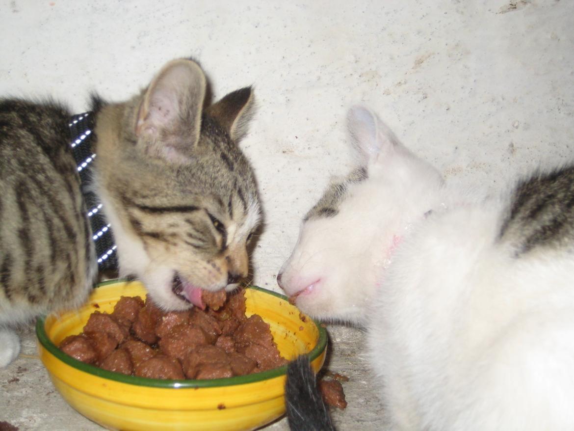 Huskat Han misse billede 16