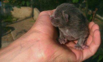 Huskat Sofus - Lille Sofus kun 2 dage gammel..  billede 1