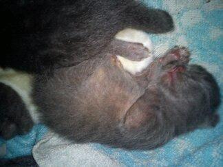 Huskat Sofus - Her ligger han med sine 2 søskende og sin mor, kun 10 dage gammel.. billede 2