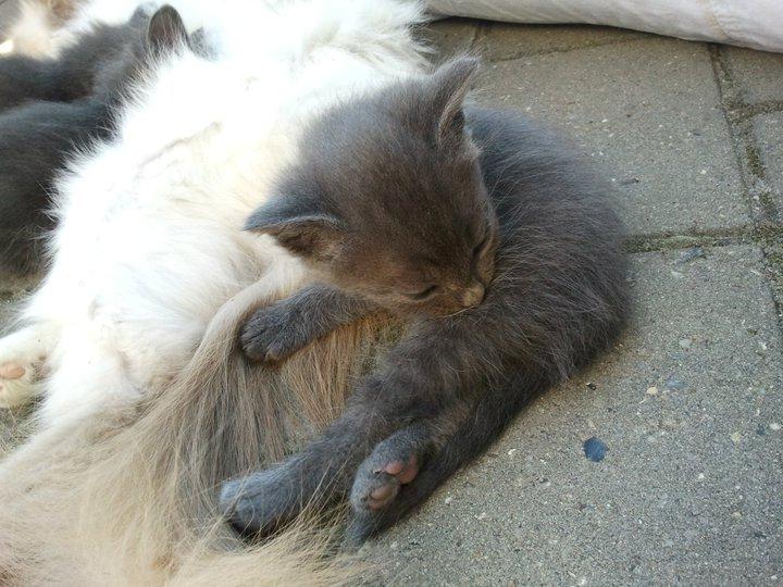 Huskat Sofus - Ca. 7 uger gammel.. billede 3