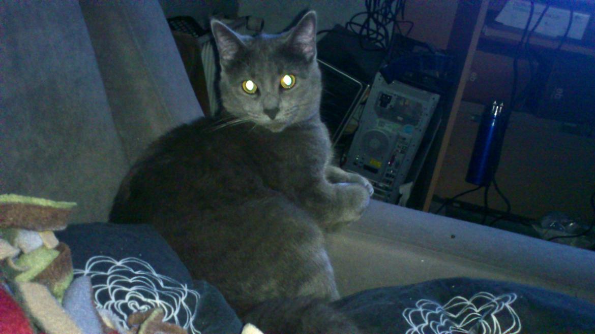 Huskat Sofus - Hmm.. Billeder af mig.. Nej tak.. ;-)

 billede 4