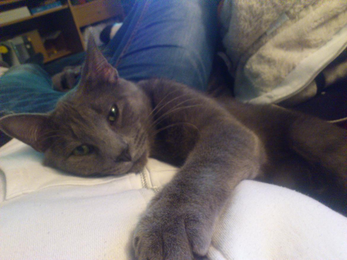 Huskat Sofus billede 5