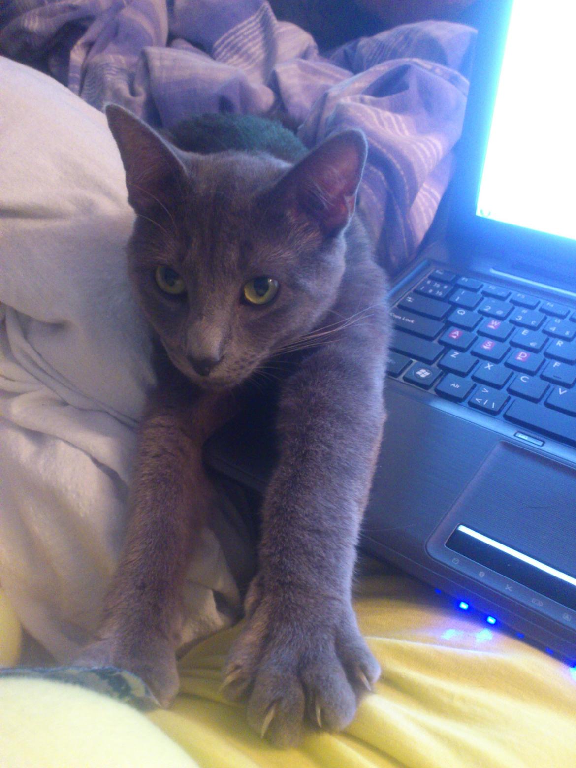 Huskat Sofus - Mor nu se mig... Jeg er her også..
 billede 6