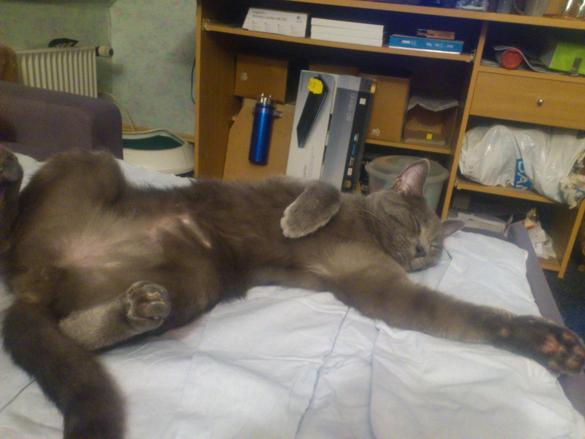 Huskat Sofus - Ahh, det her er livet.. billede 7