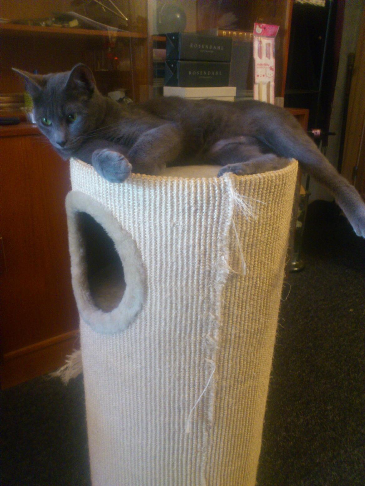 Huskat Sofus - :-) billede 8