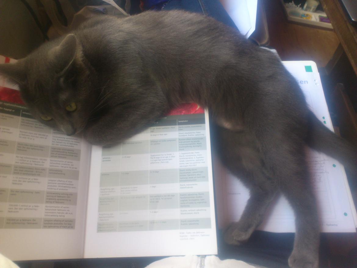 Huskat Sofus - Jeg blir nødt til lige at ligge mig her i mors lektier, så hun ikke glemmer mig.. :-) billede 9