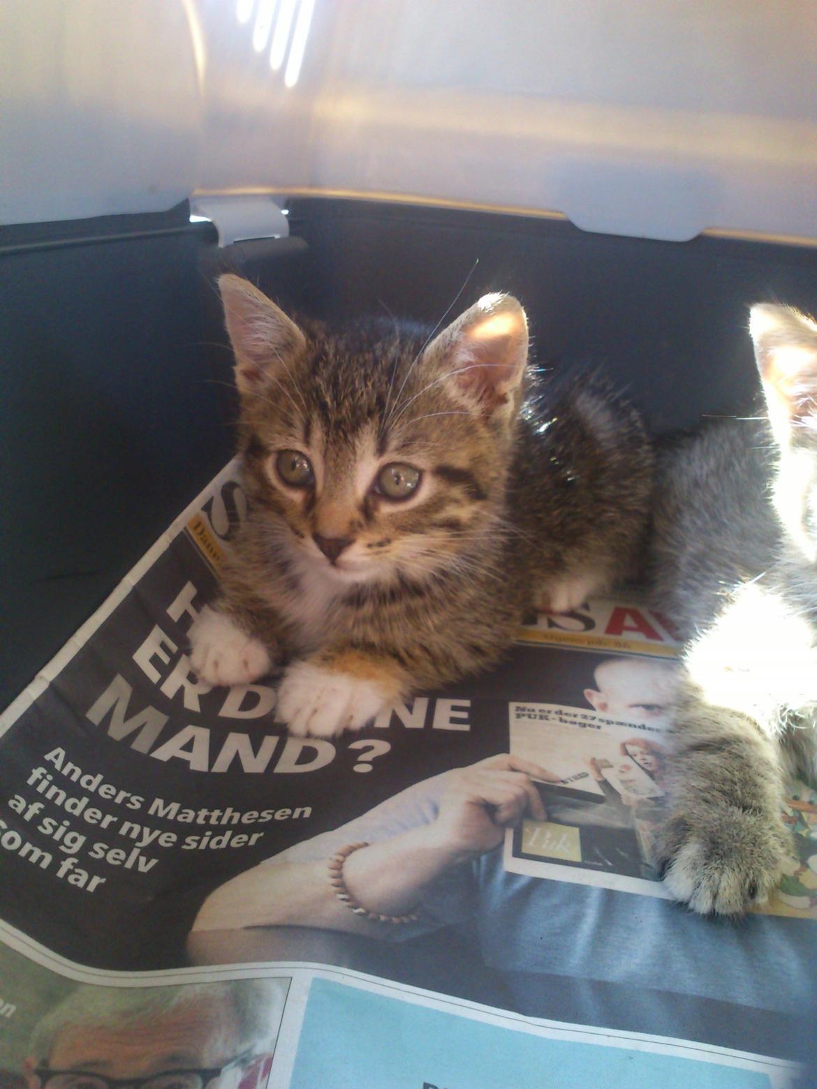 Huskat Kiwa billede 1