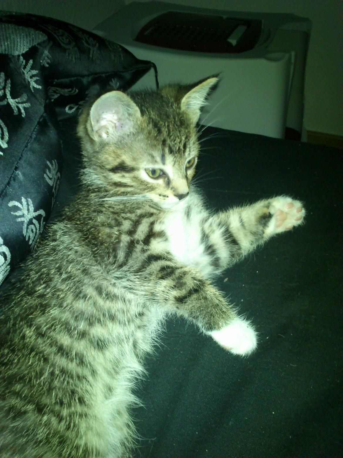 Huskat Kiwa billede 2